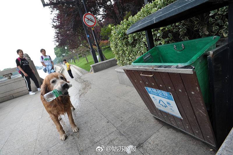 蘇州市の エコ犬 川でペットボトルを拾う 中国網 日本語