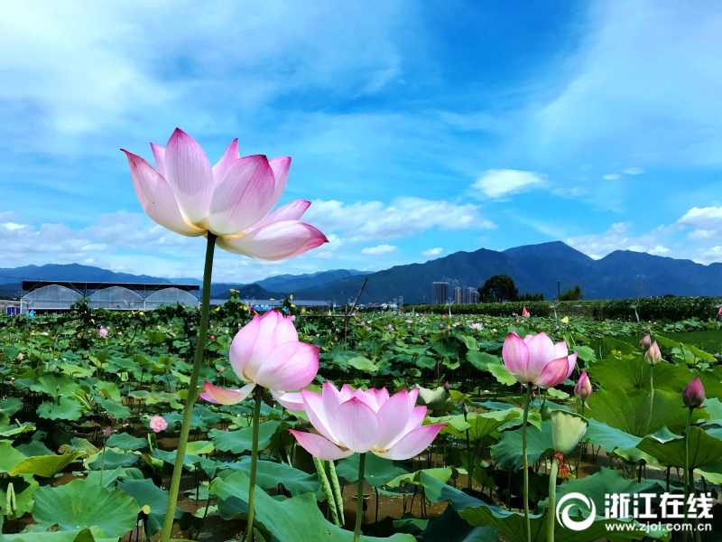 浙江省仙居県のハス文化園でこのほど、300ムーあまりにわたってハスの花が咲き、ピンク色の花と緑の葉は村を美しく彩った。