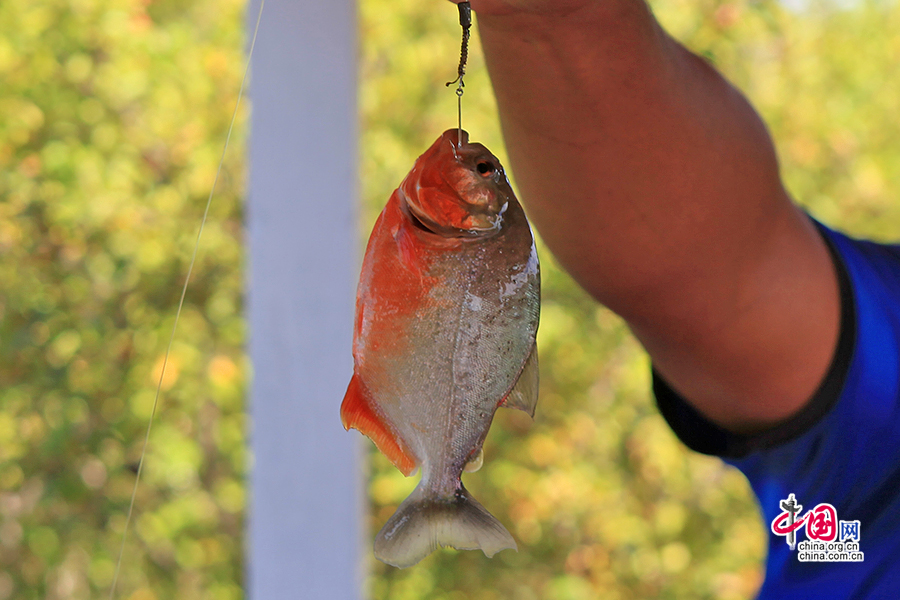 活気あふれるブラジル(一)、大冒険で知る生命の存在意義 活気あふれるブラジル(一)、大冒険で知る生命の存在意義