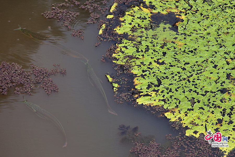 活気あふれるブラジル(一)、大冒険で知る生命の存在意義 活気あふれるブラジル(一)、大冒険で知る生命の存在意義