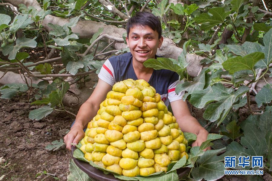新疆の果樹農家 イチジク栽培で生活潤う 中国網 日本語