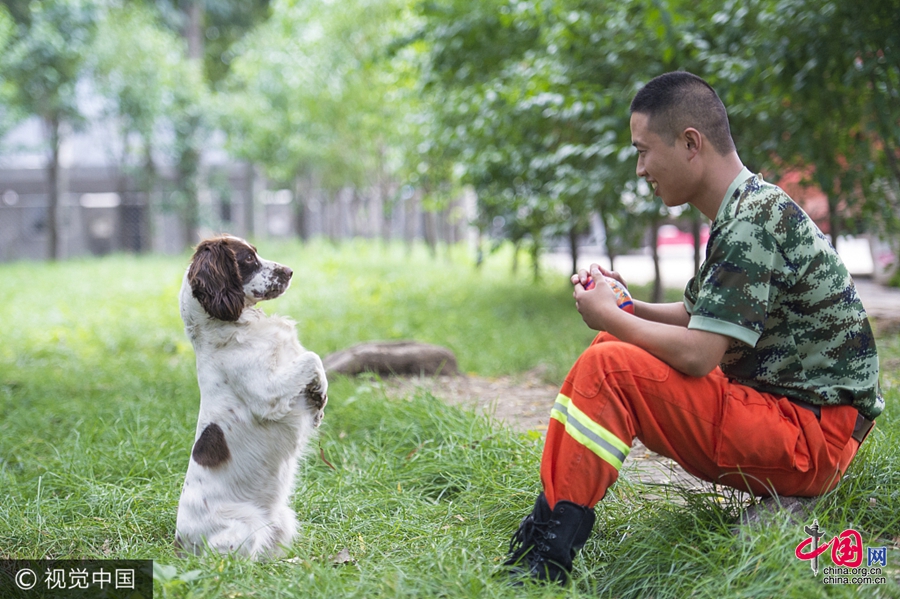 90年代生まれ救助犬訓練士 可愛い犬を 特種兵 に 中国網 日本語