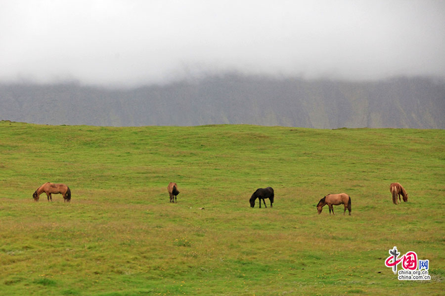 火山下进食的冰岛矮种马