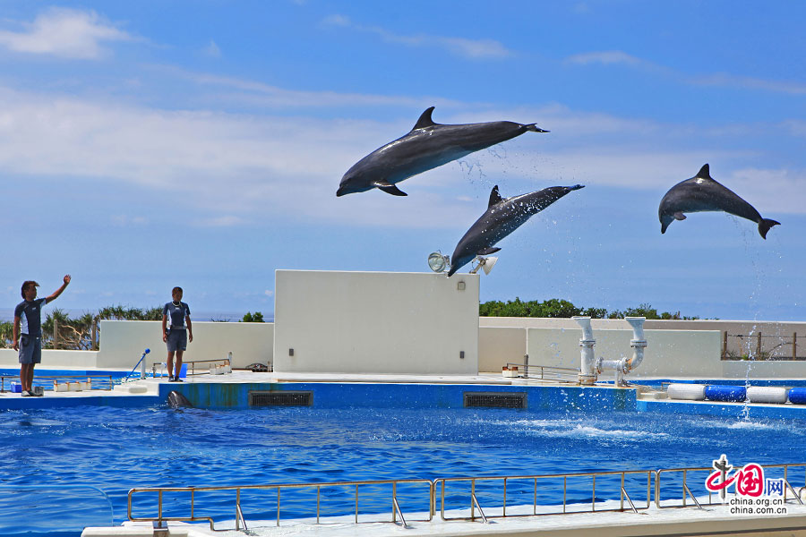 日本物語（四）海洋博公園、日光の下での楽しい時間