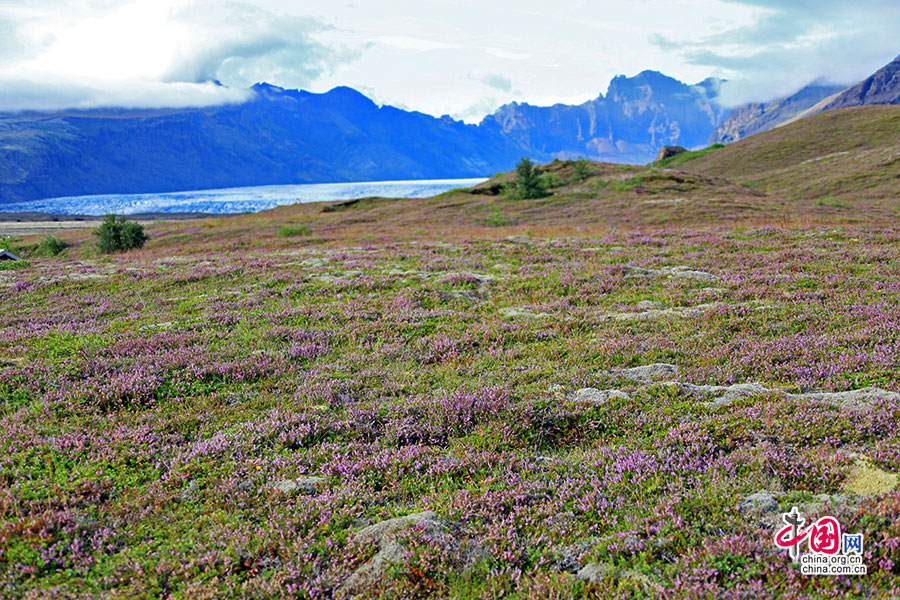 アイスランド　氷と炎の島（三高山湿原地の芳しい香り