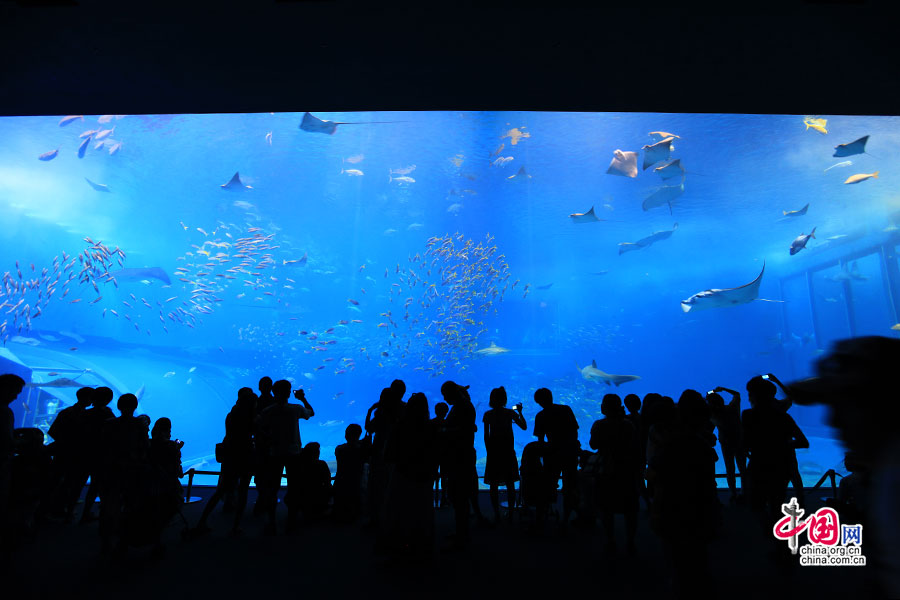 日本物語（五）黒潮の海、ダークブルーの海の秘密を探る