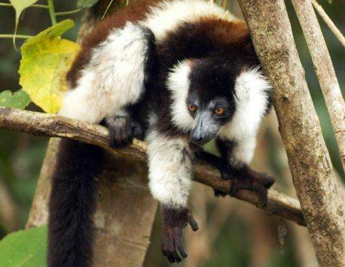 Чудесные животные на Мадагаскаре 