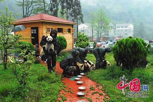 После землетрясения сотрудники заповедника «Волун» тщательно ухаживают за пандами, которые перевезены в Шавань.
