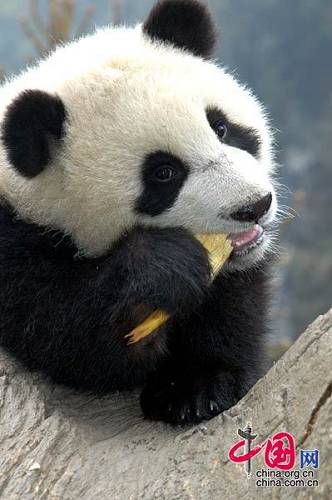 Панды питаются бамбуковыми побегами