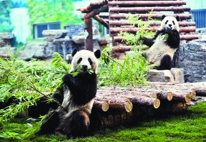 8 больших панд доставлены в Пекин для совершения полугодового 'Олимпийского тура'