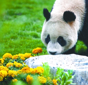 8 больших панд доставлены в Пекин для совершения полугодового 'Олимпийского тура'