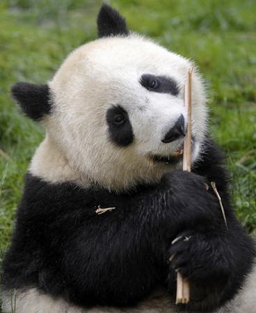 Найденная среди трех пропавших во время землетрясения панд.