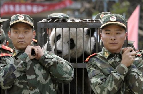 Восемь панд для демонстрации во время проведения Олимпиады уже доставлены в город Чэнду.