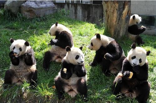 В настоящее время панды помещены в простых вольерах, где сравнительно тесно.