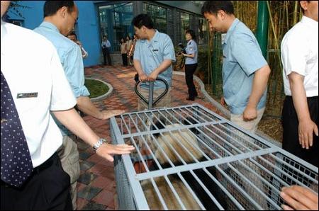 Восемь панд доставлены в Пекин
