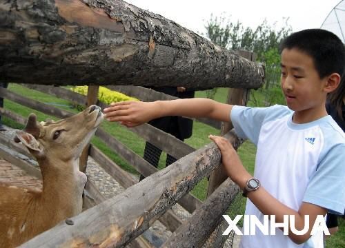 1 июня 2007 г., Чжан Синьян в Тяньцзиньском государственном сельскохозяйственном парке играет с оленем.