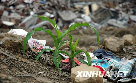 В уезде Бэйчуань уже показались всходы кукурузы (фотография снята 16 июня).