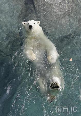 Белый медведь прыгает в воду.