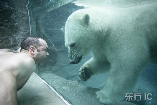 Туристы и белые медведи купаются вместе 