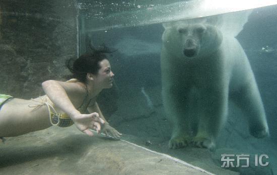 Туристы и белые медведи купаются вместе 