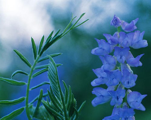 Оригинальные синие цветы