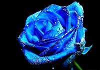 Оригинальные синие цветы