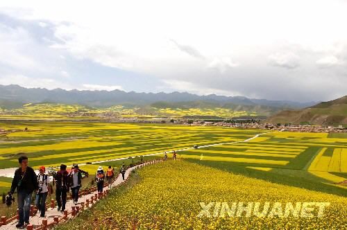 Море цветов рапса в Цинхае привлекает туристов