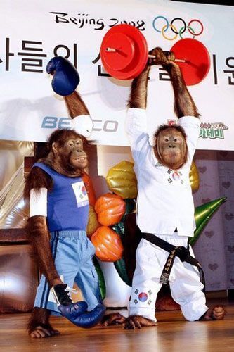 Гориллы придают силы корейской сборной Олимпиады-2008 