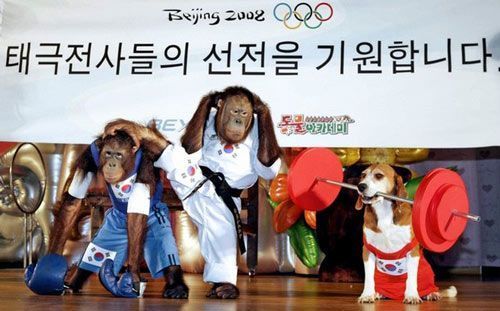 Гориллы придают силы корейской сборной Олимпиады-2008 