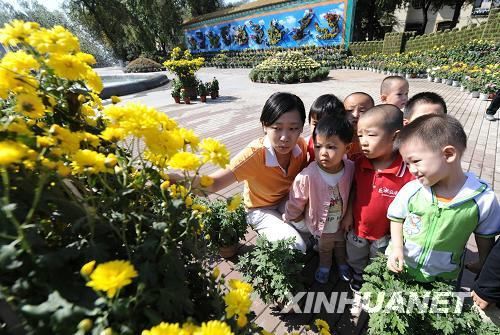 Пятая выставка хризантем в Харбине провинции Хэйлунцзян 