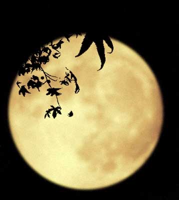 Шесть особенностей Луны в Праздник середины осени в этом году