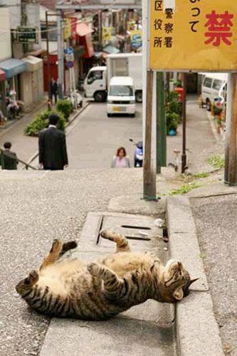 Кошки, спящие в забавных позах 