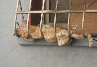 Кошки, спящие в забавных позах