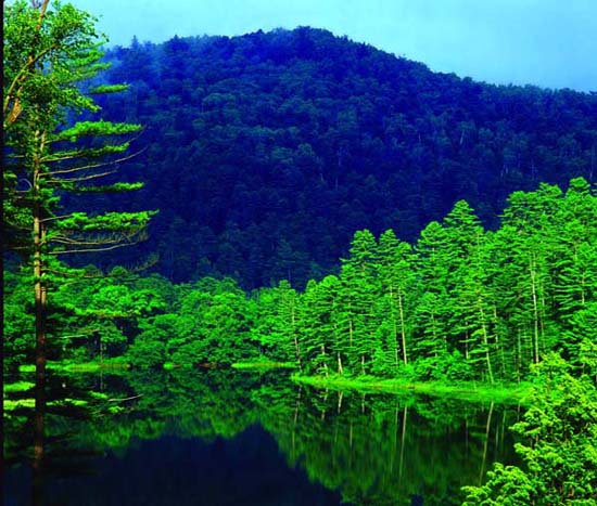 Подземный лесной парк расположен на дне 7 спящих вулканов в 50 км. от озера Цзинпоху в провинции Хэйлунцзян. Там растут ценные виды деревьев.