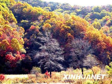 Осенняя красота государственного лесопарка Тяньцяогоу в городе Даньдун провинции Ляонин