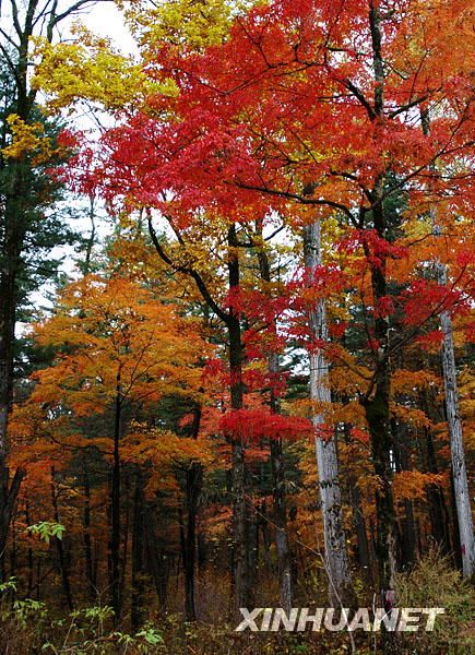 Красные листья ликвидамбара во время золотой осени 