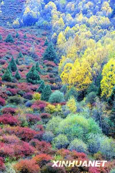 Красные листья ликвидамбара во время золотой осени 