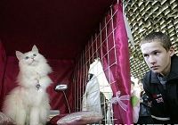 В Киргизстане прошла выставка кошек