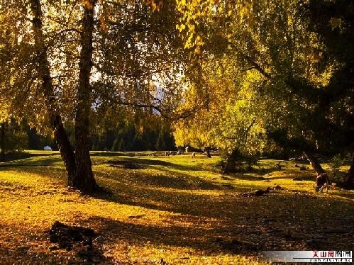 Золотая осень в Синьцзяне