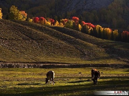 Золотая осень в Синьцзяне