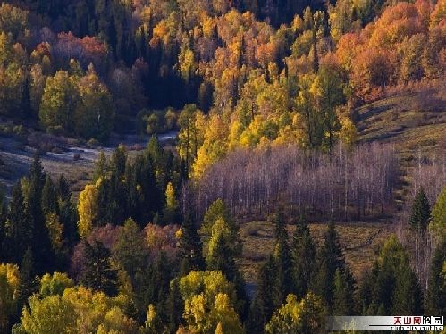 Золотая осень в Синьцзяне