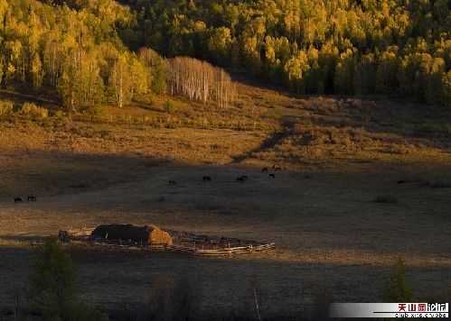 Золотая осень в Синьцзяне