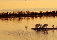 Красота заболоченных земель в бассейне реки Хуанхэ 
