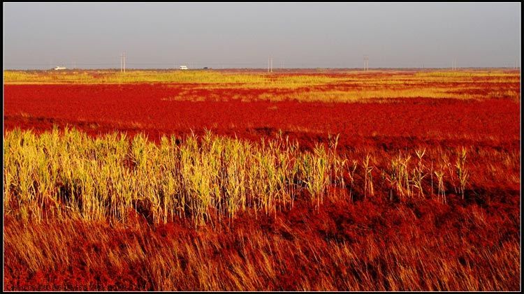 Красота заболоченных земель в бассейне реки Хуанхэ