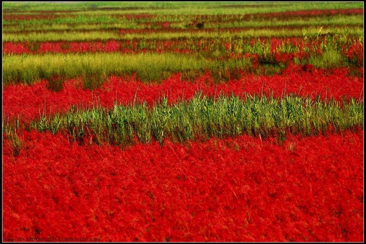 Красота заболоченных земель в бассейне реки Хуанхэ