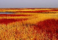 Красота заболоченных земель в бассейне реки Хуанхэ