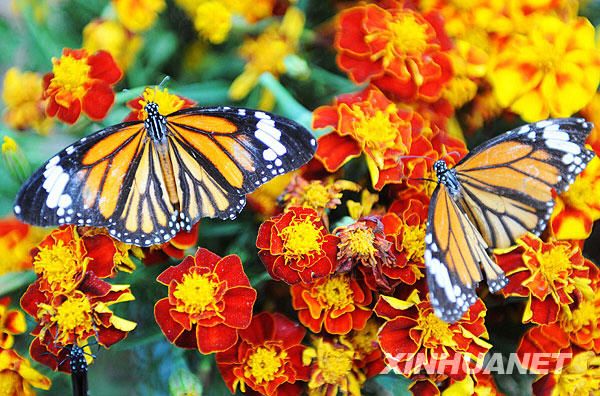 Разноцветные бабочки в туристическом районе Худецюань 1