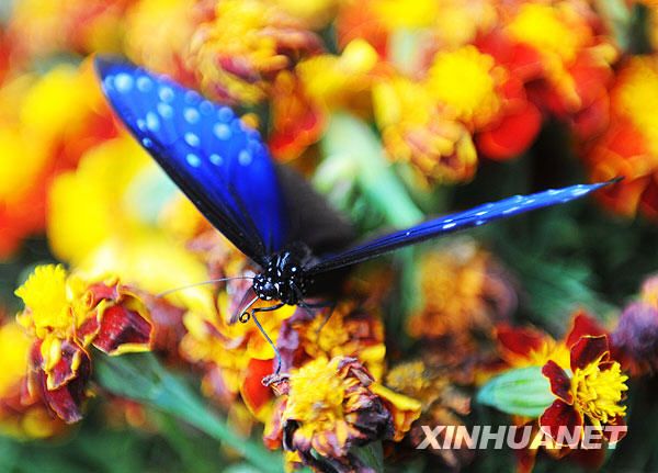Разноцветные бабочки в туристическом районе Худецюань 3