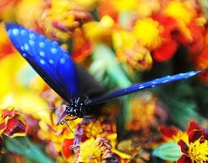 Разноцветные бабочки в туристическом районе Худецюань