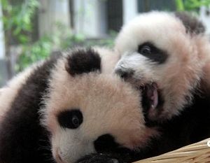 Детеныши-близнецы панды Пинпин и Аньань отметили 100 дней с момента рождения